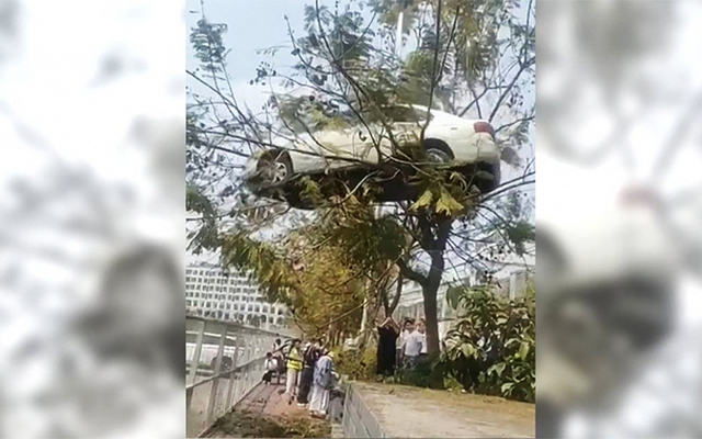 Dàn dựng cảnh ô tô trèo lên ngọn cây, trường dạy lái xe bị phạt