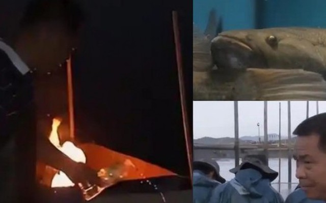 Kiếm bộn tiền nhờ nuôi cá bằng… lửa