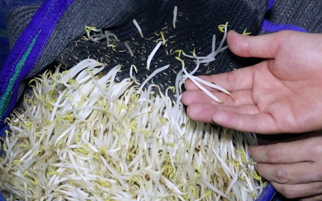 Hé lộ thị trường tiêu thụ 3.500 tấn giá đỗ ngâm 'nước kẹo'