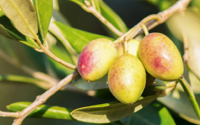 Thương hiệu quốc dân nước Pháp đổ bộ Việt Nam, một xu hướng vượt mốc 21 tỉ đô toàn cầu