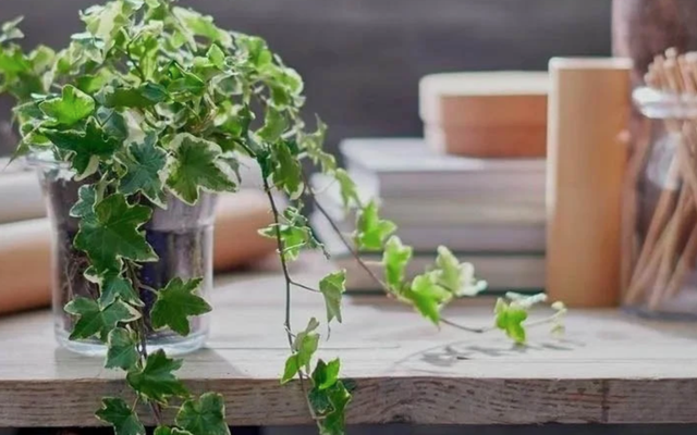 Trồng cây dây leo này trong nhà: Vừa tốt phong thủy, vừa “nuốt” bụi mịn, lọc bức xạ và độc tố gây ung thư