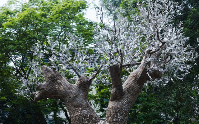 Tri ân thiên nhiên bằng tác phẩm nghệ thuật cây xà cừ “hồi sinh”