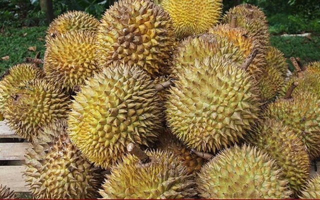 Cách phân biệt sầu riêng chín cây và sầu riêng nhúng thuốc