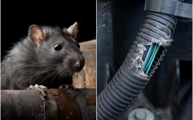 Thắc mắc từ vụ ca sĩ Duy Mạnh kiện Mercedes Việt Nam: "Răng chuột cắn đứt làm sao được dây điện xe ô tô?"