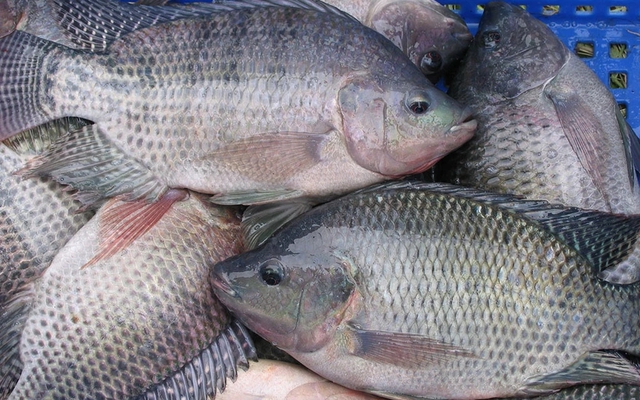 Đi chợ gặp loại cá giá rẻ này phải mua ngay: Vừa thơm ngon còn là “kho dinh dưỡng”, ngừa nhiều bệnh mãn tính