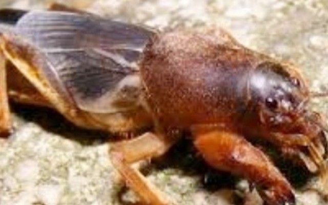 Gần 1 triệu một kg “oan gia nhà nông”, người Việt coi là đặc sản