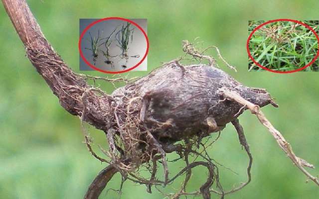 Loại cây "kẻ thù nhà nông" thấy là nhổ không ngờ có giá 350.000 đồng/kg