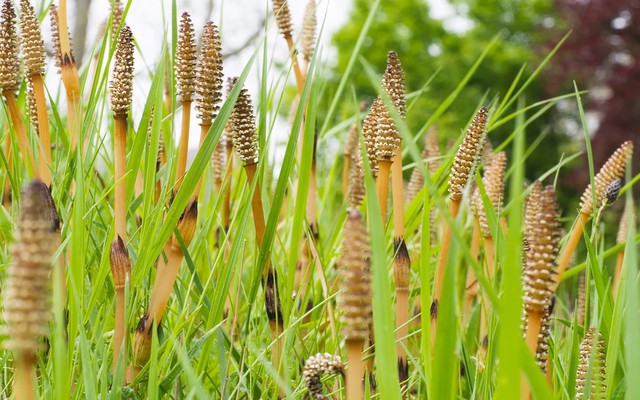 Việt Nam có loại cỏ chống rụng tóc, kích thích mọc tóc con: Dùng đúng còn chống viêm, hạ huyết áp