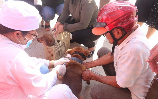 Chó chảy nước dãi, chạy khắp nơi cắn người loạn xạ ở Vũng Tàu