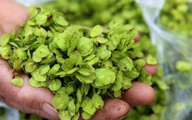 Loại rau dại ngọt hơn rau cải, không chứa axit oxalic, ăn vào mát gan, giải nhiệt cực tốt