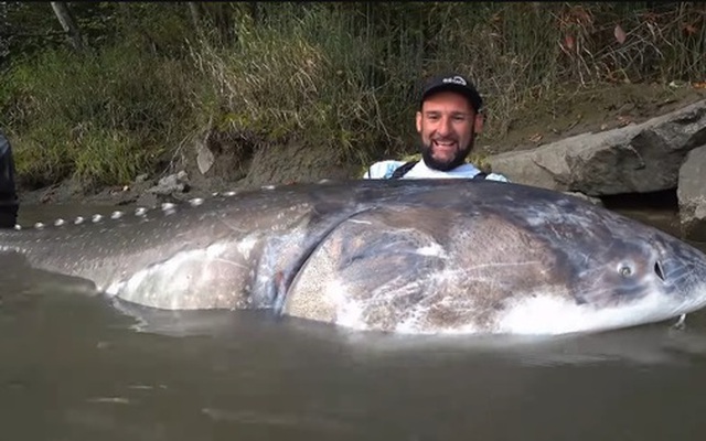 Cần thủ câu được con cá tầm khổng lồ nặng 258kg, dài 3,35m trên sông