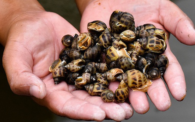 'Báu vật nước mặn' của Việt Nam được Trung Quốc cực ưa chuộng: xuất khẩu tăng 2.000%, thu về hàng chục triệu USD