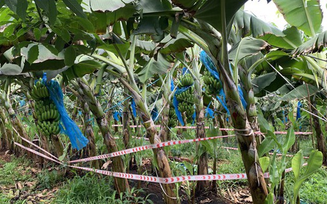 Phát hiện thi thể trẻ sơ sinh trong khu vườn ở Bà Rịa - Vũng Tàu