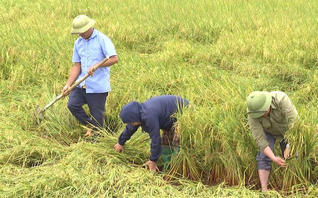 Chủ tịch UBND tỉnh Quảng Bình xuống đồng chỉ đạo khắc phục diện tích lúa đổ ngã do mưa lớn