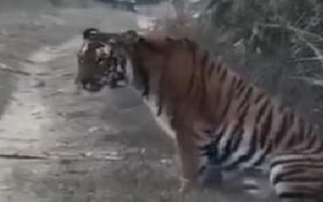 Đang đi dạo, người nông dân "thót tim" khi hổ dữ núp bụi cây lao ra