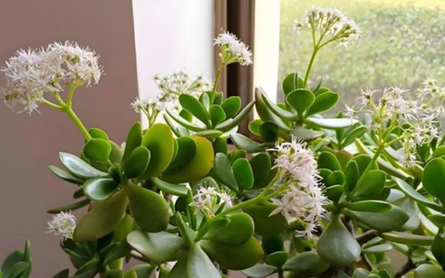 Nhà có 7 loại cây nở hoa, gia chủ "đổi vận" thăng quan phát tài, tiền tụ như mây kéo!