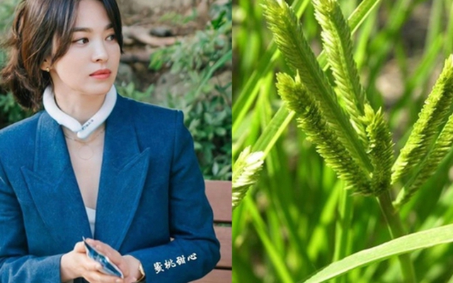 Việt Nam có 1 loại lá chống rụng tóc, kích thích mọc tóc con rất tốt: Tận dụng có thể trị được nhiều căn bệnh quen thuộc hiệu quả