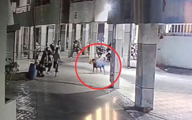 Đang đi cùng dì, bé gái 4 tháng tuổi bị chó dữ tấn công tử vong