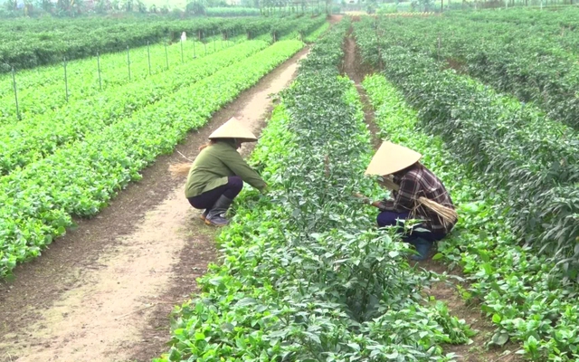 Việt Nam có loại rau giàu canxi ngang sữa, Trung Quốc coi như “báu vật”: Bổ gan, hạ mỡ máu cực tốt