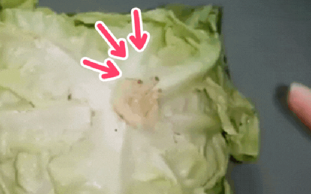 Nếu biết cắm tăm vào cuống xà lách, chắc tôi đã không lãng phí 3 bó rau ngon lành!