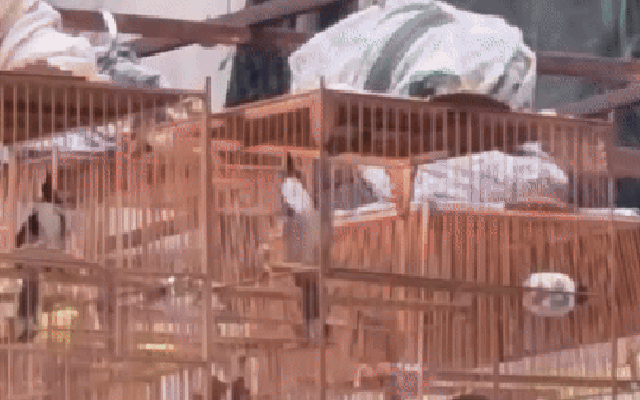 Kiểm lâm Huế lên tiếng về việc chứng minh nguồn gốc hợp pháp của chim cảnh khi mang theo uống cà phê