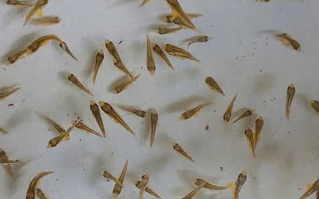 Việt Nam là quốc gia đầu tiên trên thế giới làm được việc này, Trung Quốc và Nhật Bản vẫn chưa thành công