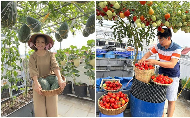 Chồng đầu tư cho vợ gần 100m2 làm vườn sân thượng, thu vài tạ trái ngọt mỗi năm: Thành quả kinh ngạc!