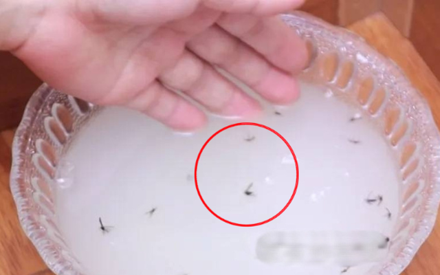 Bát "nước thần" khiến muỗi sợ bay màu, đặt ở vị trí nào cũng hiệu quả như "vàng mười"