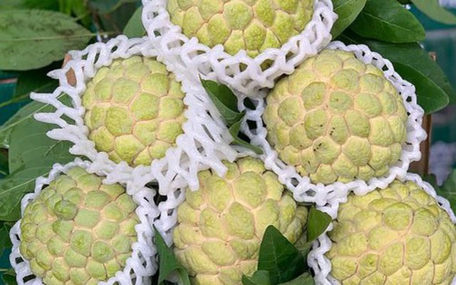 Những loại quả tuy tốt cho sức khỏe nhưng hạt lại chứa độc tố, khi ăn phải cẩn thận kẻo “rước bệnh vào thân”