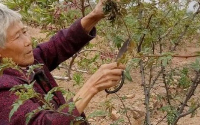 Cây xưa chỉ trồng lấy quả, nay ngắt lá đem bán cũng ra tiền