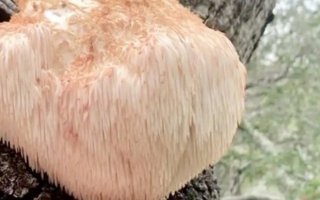 Vài triệu 1kg “thực phẩm của hoàng đế”, ở Việt Nam cũng nuôi trồng được