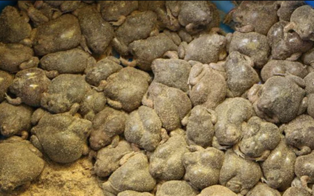 Món ăn nhìn như sinh vật lạ, nhiều người "sợ khiếp vía" nhưng giá cao ngất ngưởng, là đặc sản nức tiếng ở Việt Nam