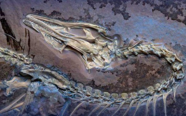 Điểu long hiện ra nguyên vẹn sau 150 triệu năm ẩn mình trong đá