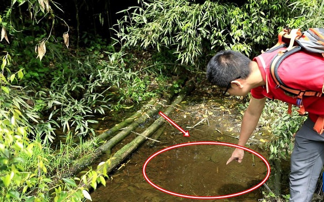 Lần theo tiếng động dưới vũng nước nông, cán bộ kiểm lâm hân hoan tìm thấy loài "tuyệt chủng" hơn 50 năm