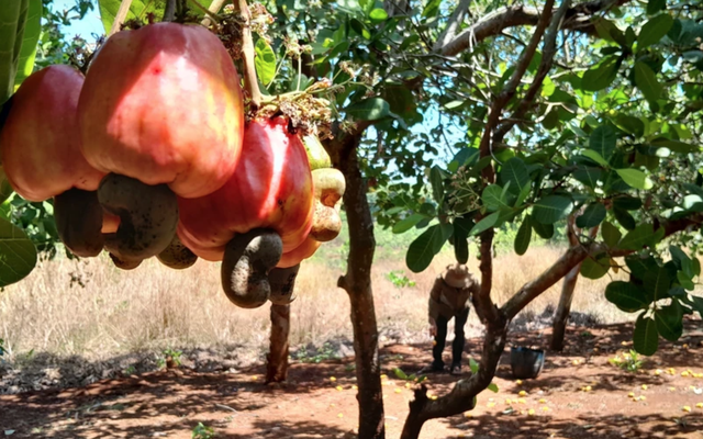 Loại hạt vừa bổ dưỡng, vừa thân thiện môi trường của Việt Nam kiếm hơn 4 tỷ đô: Mỹ, Trung thi nhau mua