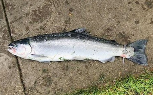 Kỳ lạ: Cần thủ câu được con cá với chiếc nhẫn đính kim cương gắn ở đuôi