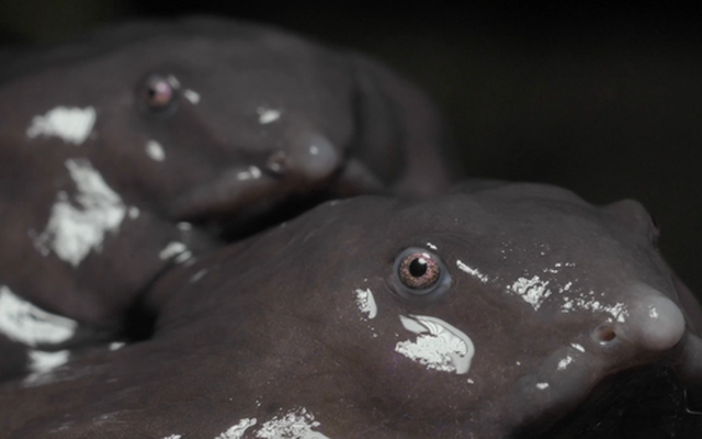 Phát hiện loài ếch mới ở Ấn Độ: Sống cả đời dưới lòng đất và giống... một chú lợn con