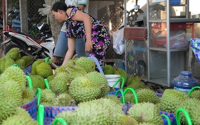 Giá lao dốc, xuất khẩu bất thành, người trồng sầu riêng vỡ mộng?