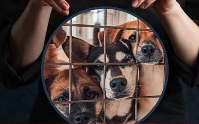 Người phụ nữ đạo đức giả chuyên nhận nuôi chó bị bỏ rơi rồi đem giết thịt