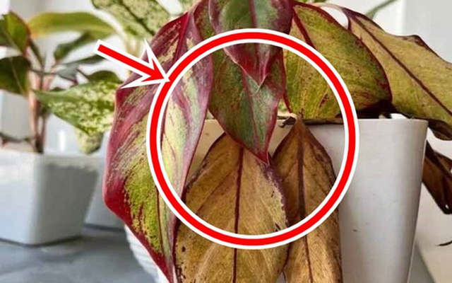 5 sai lầm khi trồng cây trong nhà khiến tiền bạc thất thoát mà gia chủ không hề hay biết