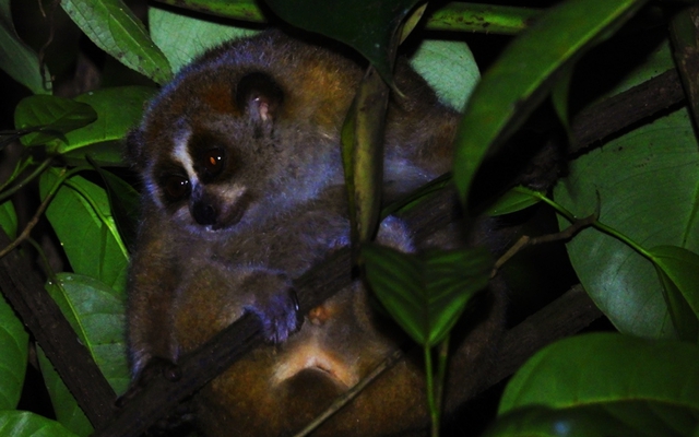 Nhờ tiếng động lạ trong lùm cây, cán bộ kiểm lâm hân hoan xác nhận loài động vật nguy cấp, lập tức ưu tiên bảo vệ