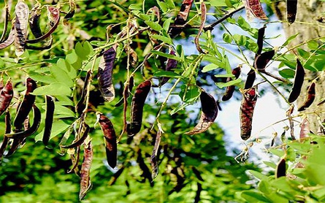 Loại quả dại quen thuộc ở Việt Nam giúp dân bảo vệ rừng, kiếm tiền tỷ: Ở Trung Quốc bán giá gấp 10 lần