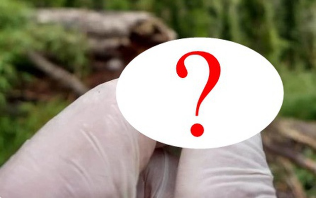 Lần theo tiếng động dưới dòng suối nông, chuyên gia hân hoan tìm thấy loài "tuyệt chủng" hơn 130 năm