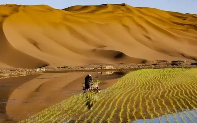 Vượt nhiều "ông lớn", Trung Quốc vô tình giải quyết bài toán khó nhằn của thế giới nhờ thí nghiệm táo bạo