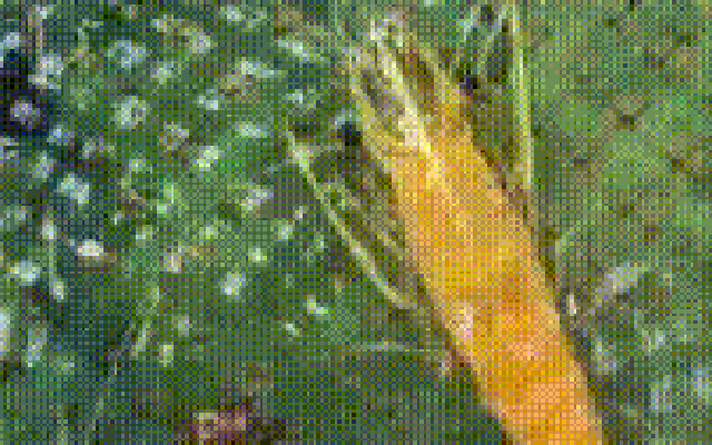 CLIP: Độc lạ con tôm sú có màu như thỏi vàng 9999