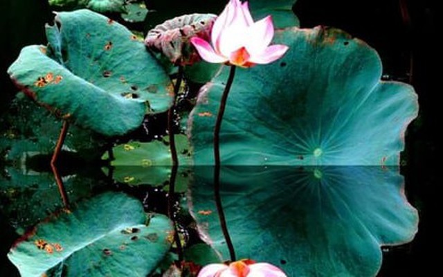 Tết Đoan ngọ: Diệt sâu bọ ngoài thân, diệt phiền não trong tâm