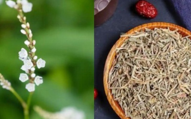 Người Việt biến lá rau dại thành "lá vàng", hái đếm tiền không xuể