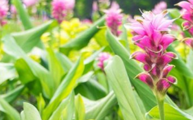 Một ‘mỏ vàng dưới lòng đất’ vừa mang về cho Việt Nam hơn 500 tỷ đồng: Chỉ dưới 10 quốc gia trên thế giới sở hữu, nước ta có hơn 50.000 ha