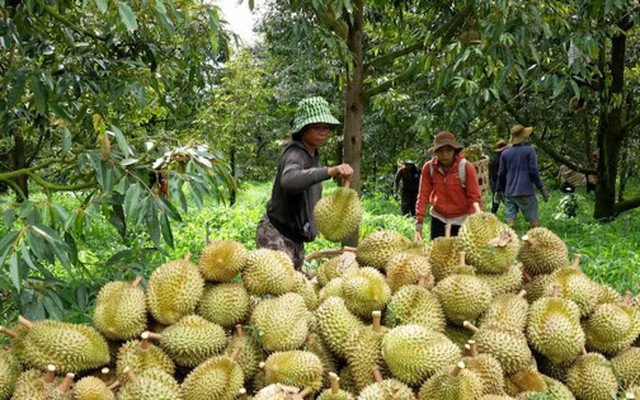 Cám cảnh sầu riêng: Chỉ khi 'sạch từ gốc' mới thực sự ngọt lâu