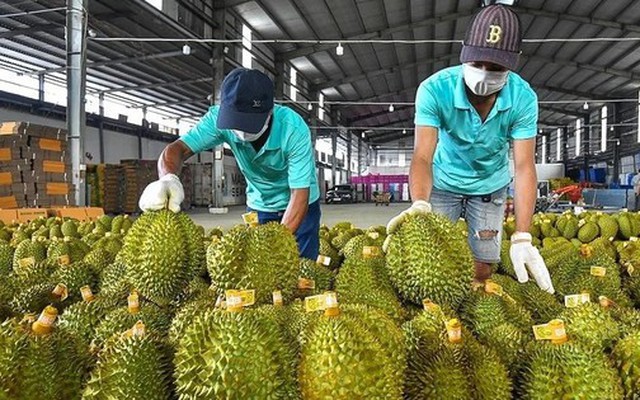 Sự thật việc sầu riêng Việt Nam mất ‘ngôi vương’